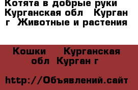 Котята в добрые руки  - Курганская обл., Курган г. Животные и растения » Кошки   . Курганская обл.,Курган г.